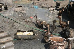 काठमाडौंमा देखियो बर्ड फ्लु : २३ सय पन्छी नष्ट गरियो