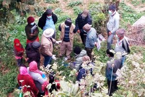 तेमालका टोलटोलमा वर्ण शंकर बीउ उत्पादन प्रविधी सिकाउँदै सिप्रेड