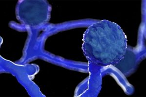 कोरोना संक्रमितमा देखिदै आँखा बिगार्ने ‘कालो ढुसी’,जसले लिन्छ ज्यान !