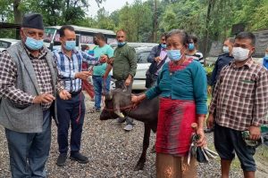 पाँचखाल नगरपालिकाद्वारा उन्नत जातका भैंसी-पाडी बितरण सुरु